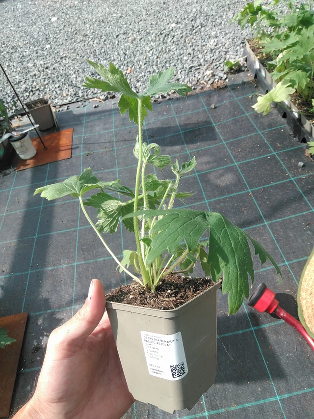 Espuela de caballero Benary’s Pacific Astolat - 24. 6. 2025