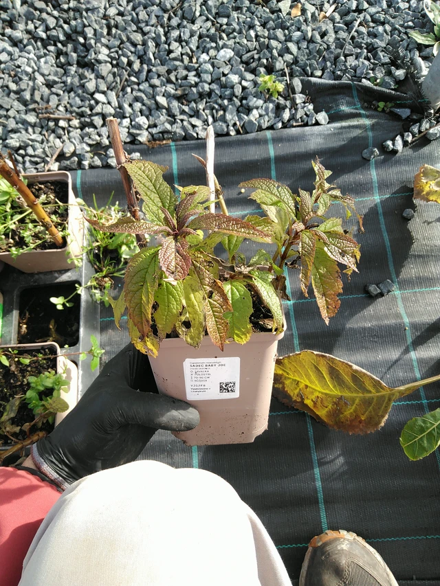 Punavirma Baby Joe - 31. 10. 2025