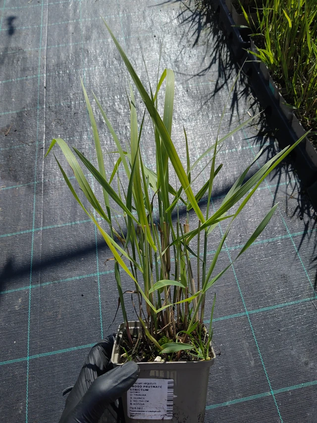 Mijo Strictum - 11. 9. 2025