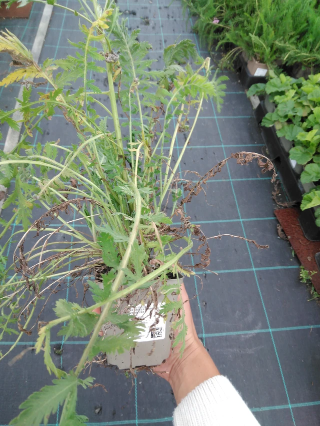 Achillée Parkers Varietät - 11. 9. 2025