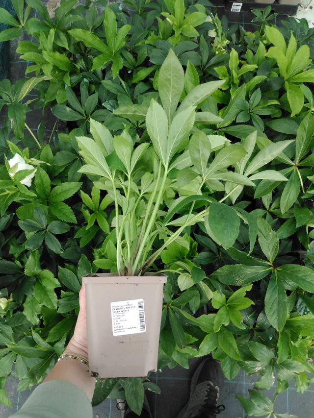 Eléboro Pretty Ellen White - 2024