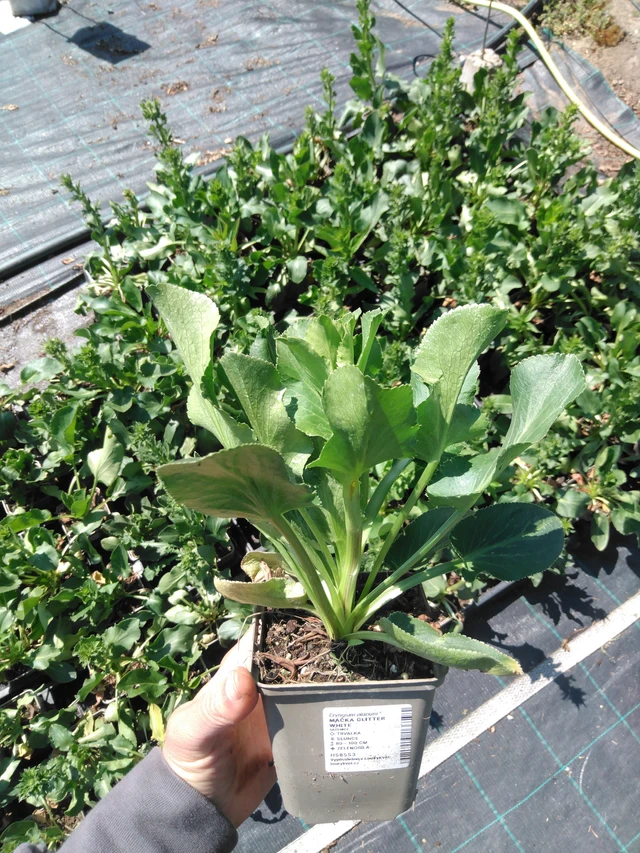 Sinipiikkiputki Glitter White - 13. 5. 2025