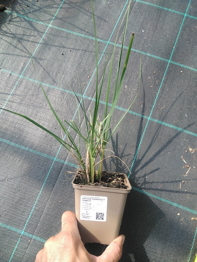 Dochan psárkovitý Hameln - 30. 6. 2025