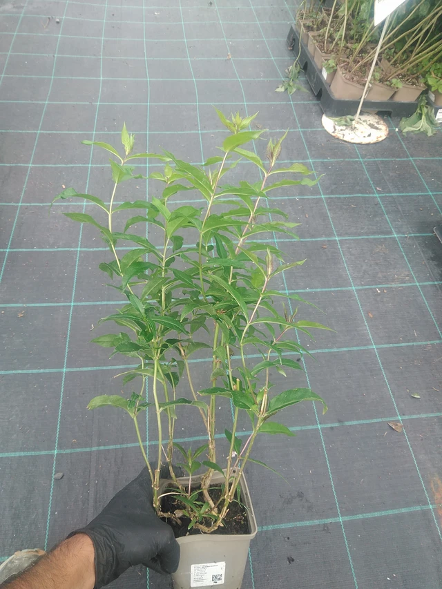 Flox Minnehaha - 10. 9. 2025