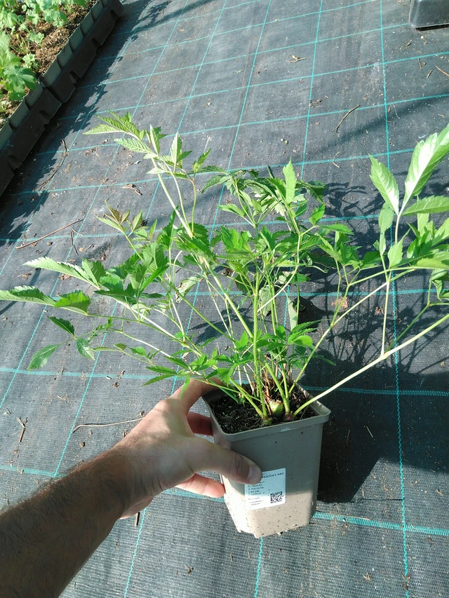 Astilbe Peaches and Cream - 19. 8. 2025