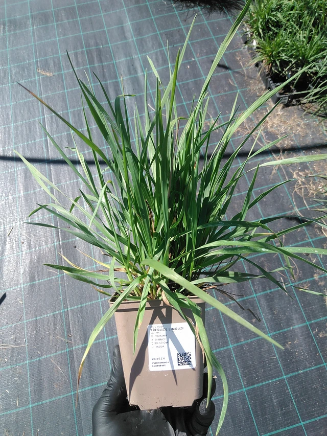 Třeslice Limouzi - 19. 8. 2025