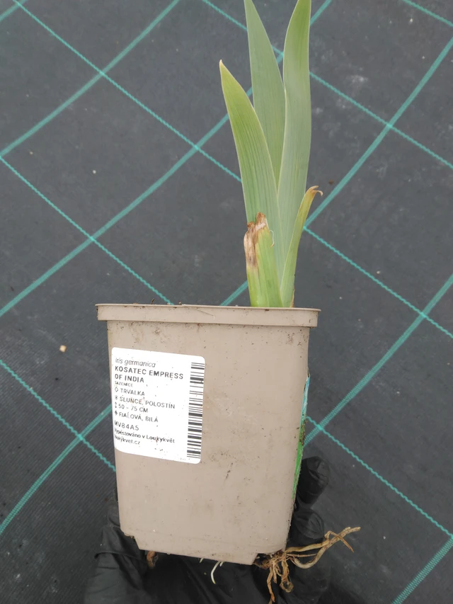 Kosatec Empress of India - 1. 4. 2026