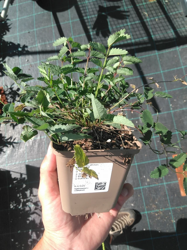 Krvavec - 2. 7. 2025