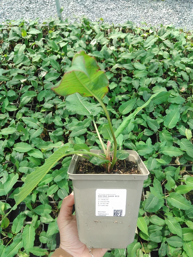 Persicaria Dark Red - 9. 6. 2025