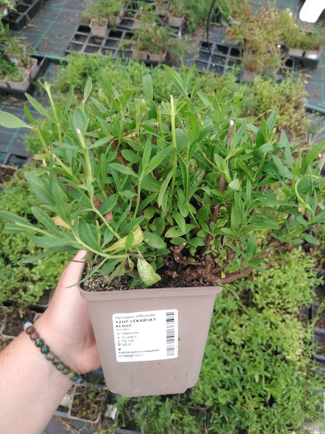 Hyssop lékařský Albus - 2024