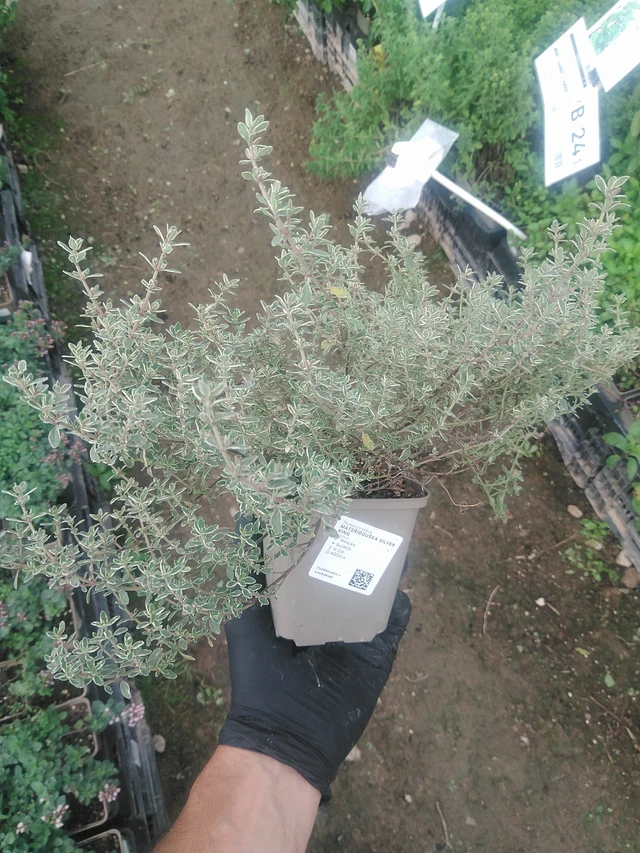 Ajuruoho Silver King - 10. 9. 2025