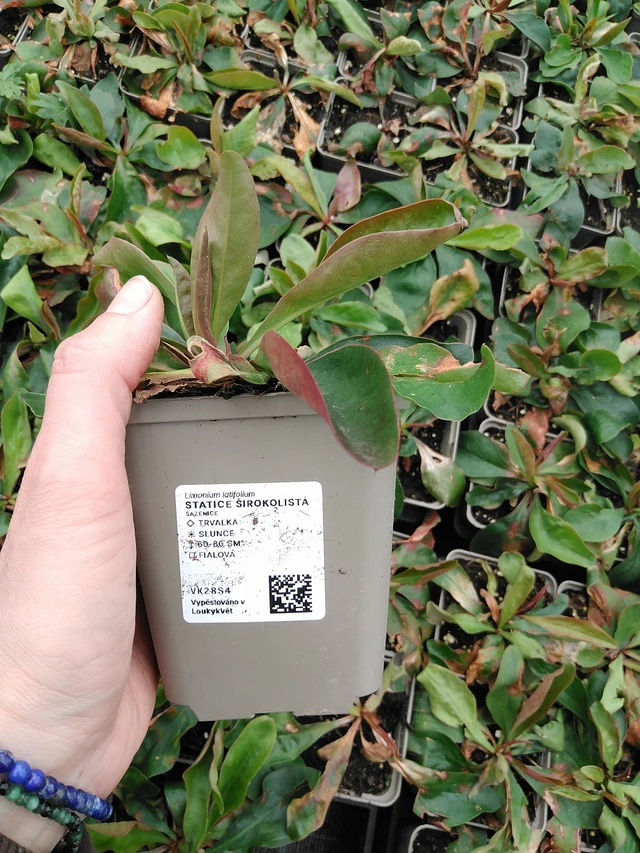 Statice latifolia - 9. 6. 2025