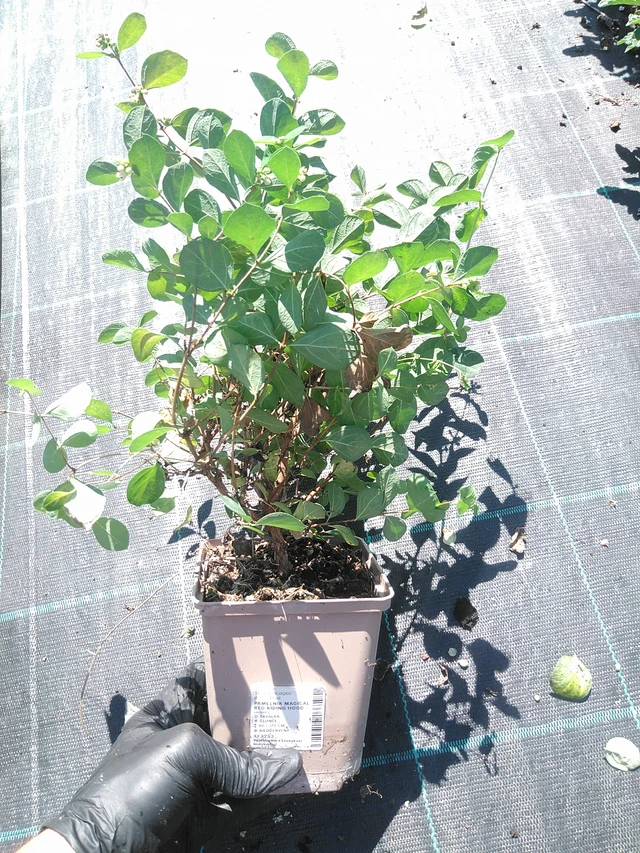 Snowberry Magical Red Riding Hood - 19. 8. 2025