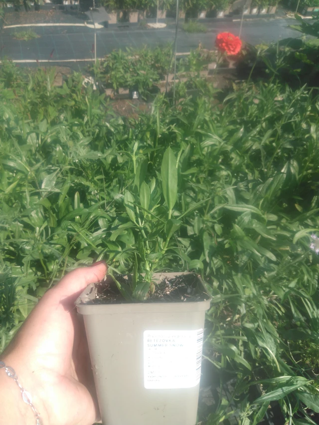 Lythrum Summer Snow - 2024