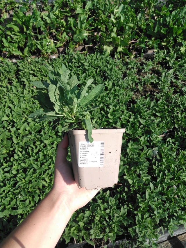 Salvia Adrian - 2024