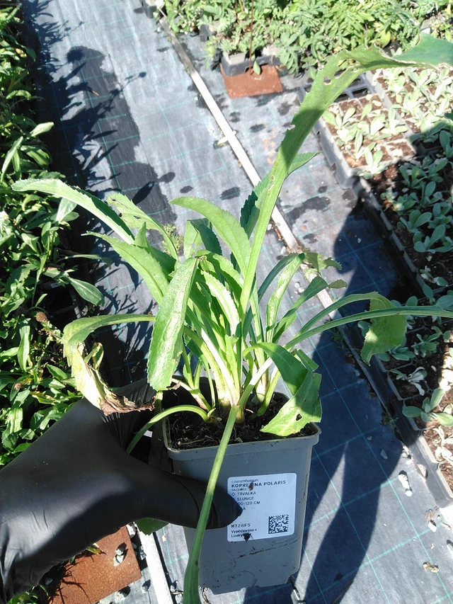 Kopretina Polaris - 19. 8. 2025