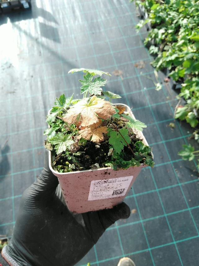 Kakost Rose Claire - 31. 10. 2025