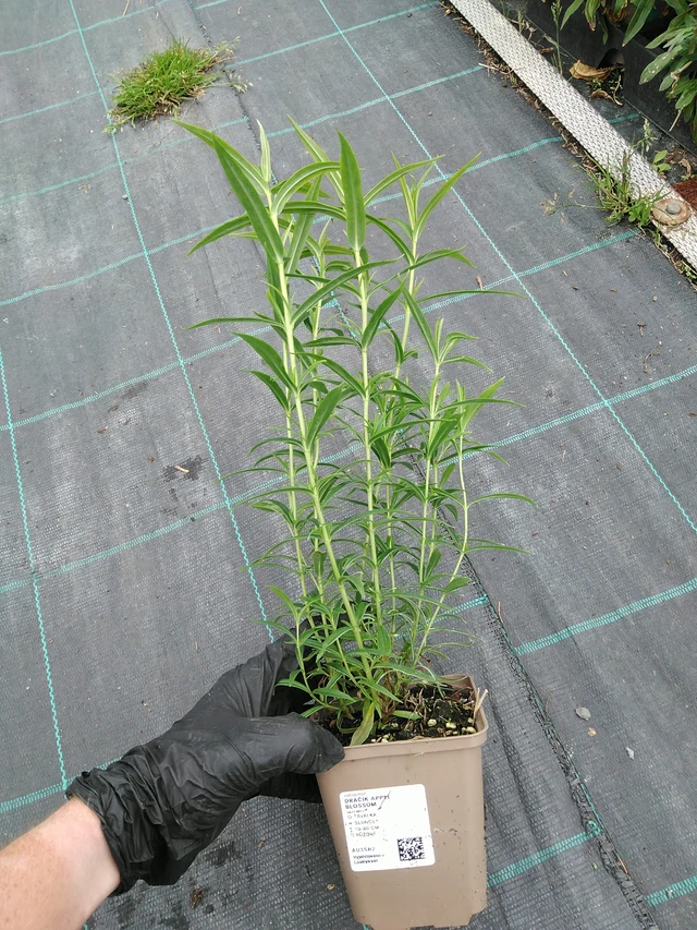 Penstemon Apple Blossom - 10. 9. 2025