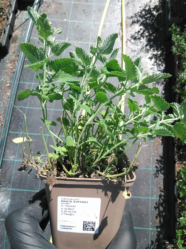 Šanta Superba - 19. 8. 2025