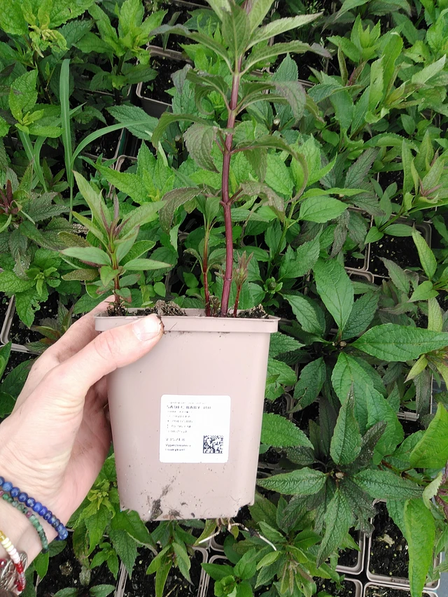 Punavirma Baby Joe - 9. 6. 2025