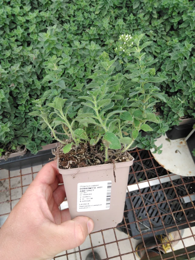 Dobromysl Hot And Spicy - 2024