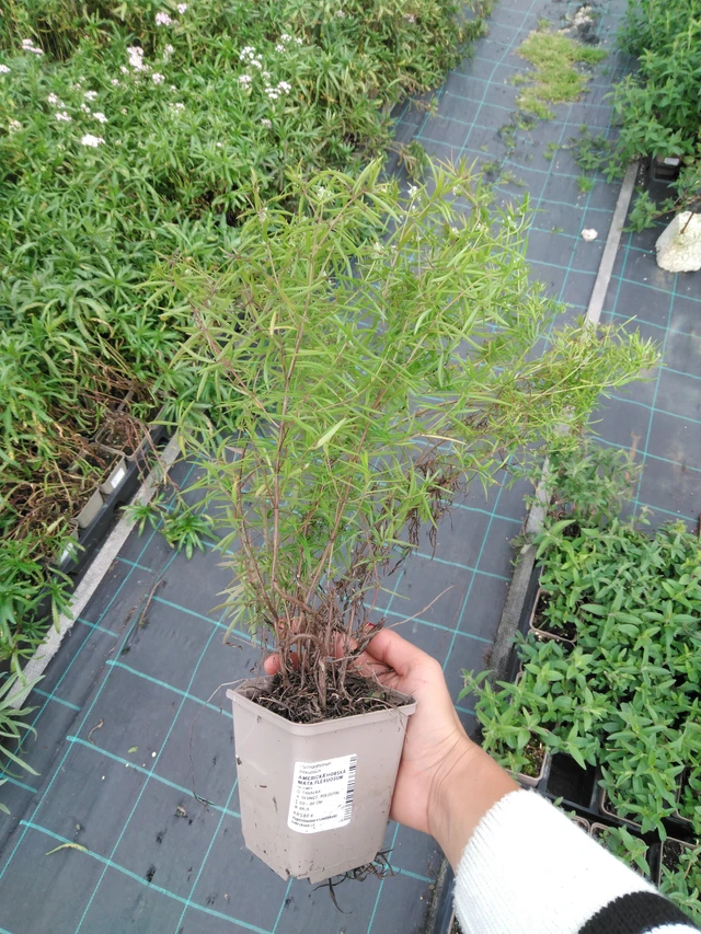 Amerikkalainen vuoriminttu Flexuosum - 11. 9. 2025