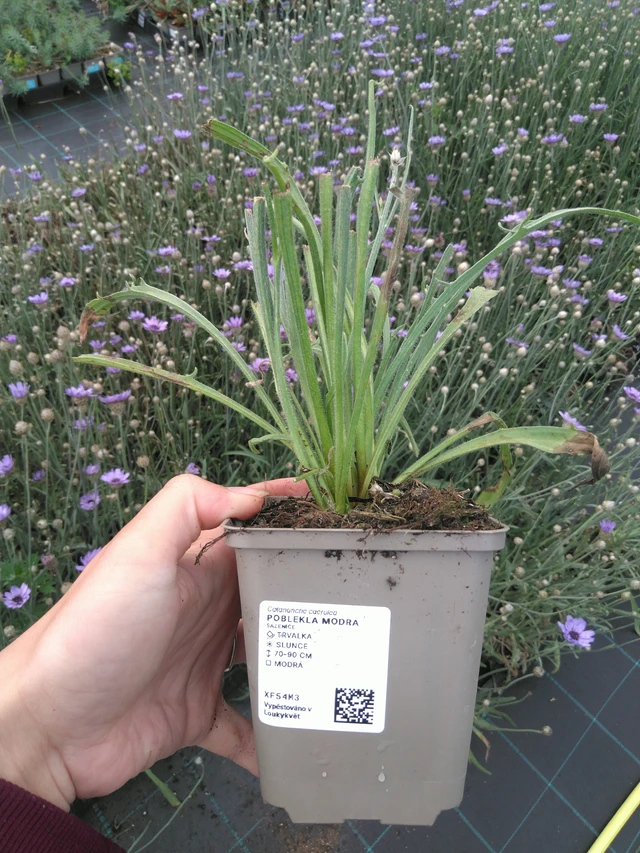 Poblekla modrá - 11. 7. 2025