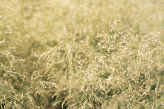 Metlice trsnatá Tardiflora, Loukykvět