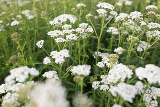 Řebříček White Beauty, Loukykvět