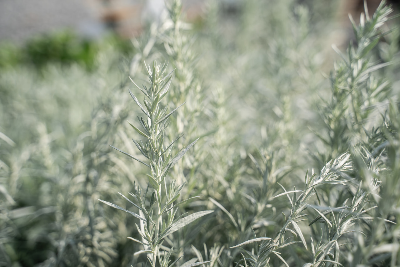 Pelyněk Ludvíkův Silver Queen, Loukykvět