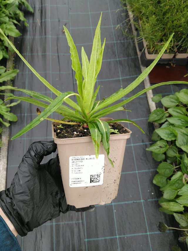 Stoke's Aster Klaus Jelitto - 10. 9. 2025