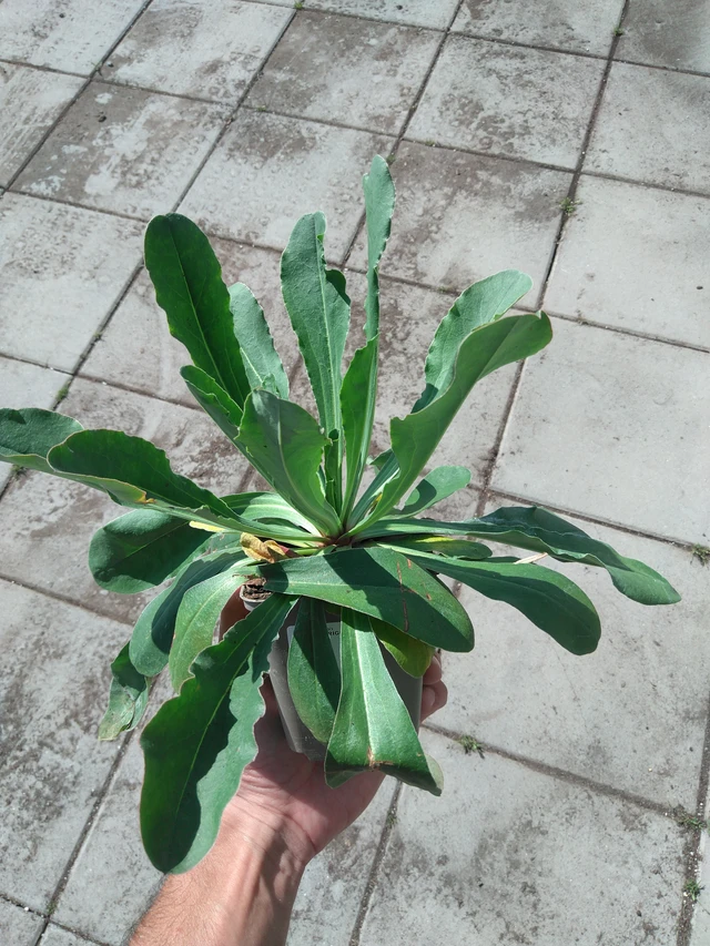 Statice Bright Diamond - 20. 6. 2025