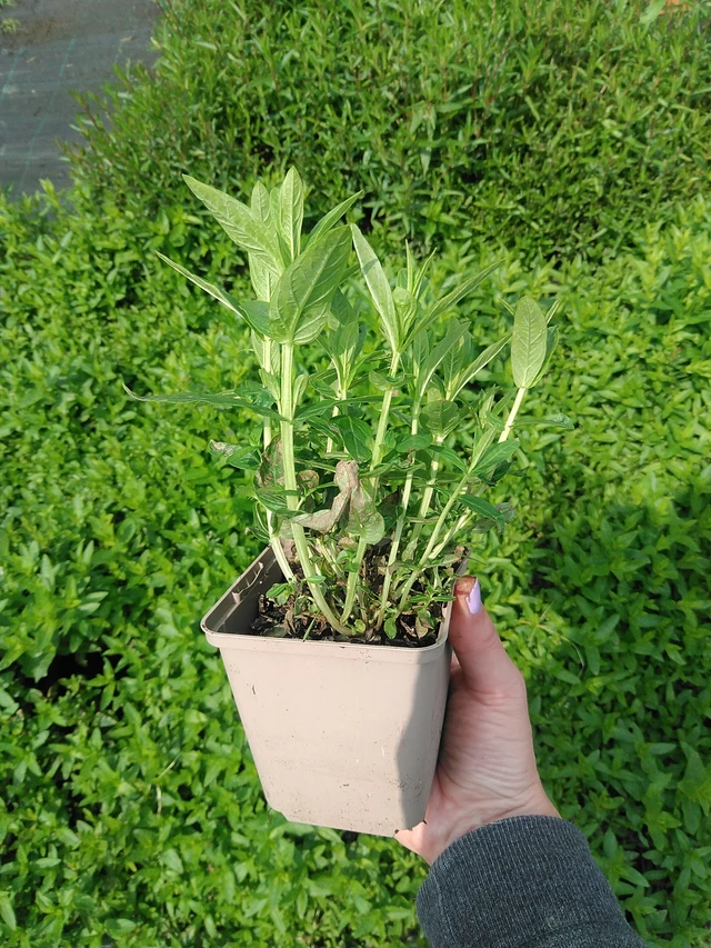 Rantakukka Robert - 9. 6. 2025