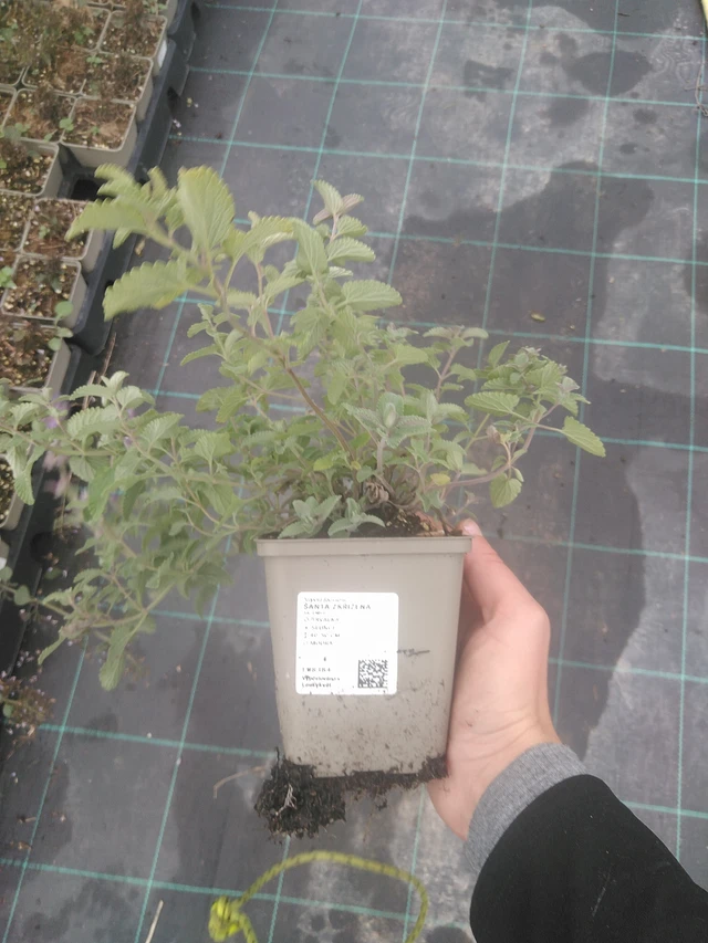 Šanta zkřížená  - 10. 10. 2025