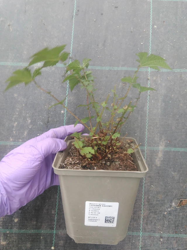 Angervo Kahome - 10. 7. 2025