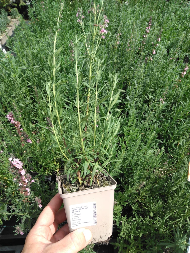 Hisopo officinal Roseus - 2024