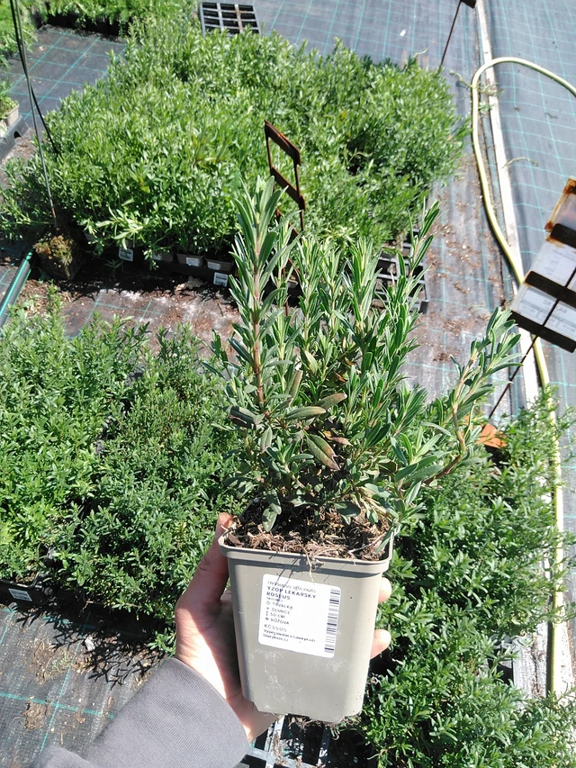 Hisopo officinal Roseus - 13. 5. 2025