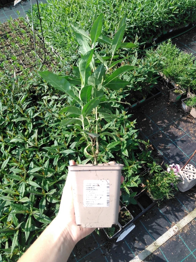 Phlox Sweet Summer Fragrance - 2024