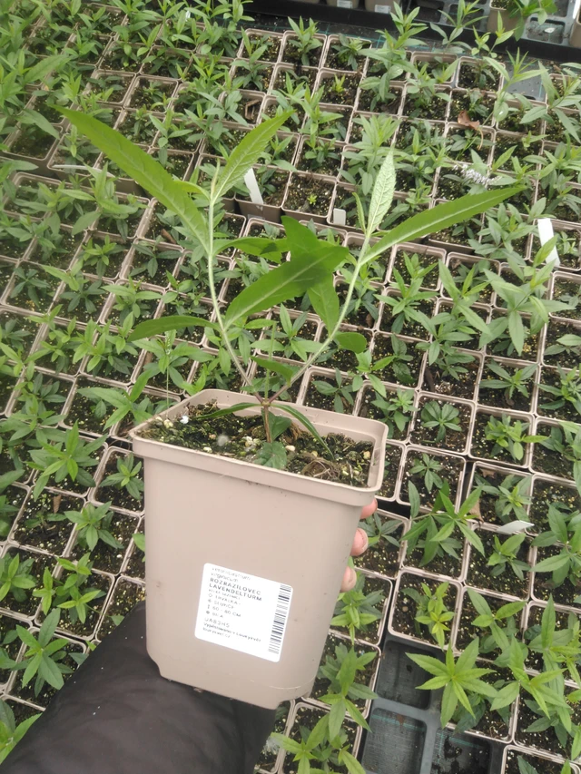 Kuunlilja Lavendelturm - 2024