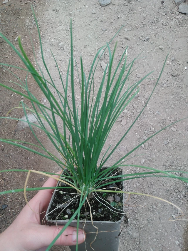 Cebollino chino - 17. 7. 2025