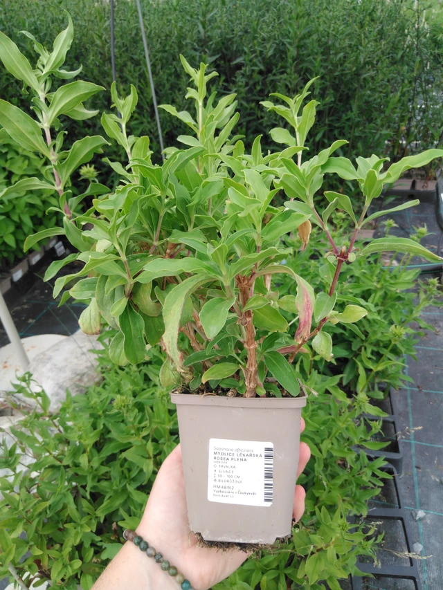 Saponaria officinalis Rosea Plena - 2024