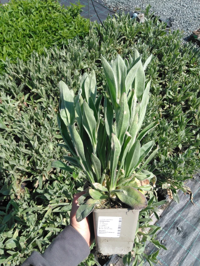 Campion - 13. 5. 2025