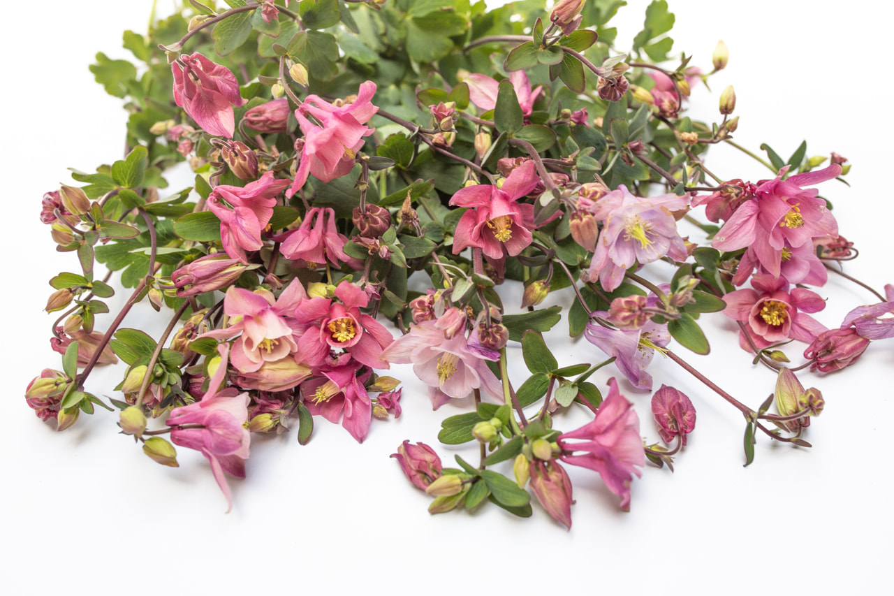 Orlíček Heidi, Loukykvět