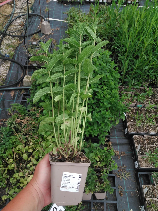 Menta tailandesa - 2024