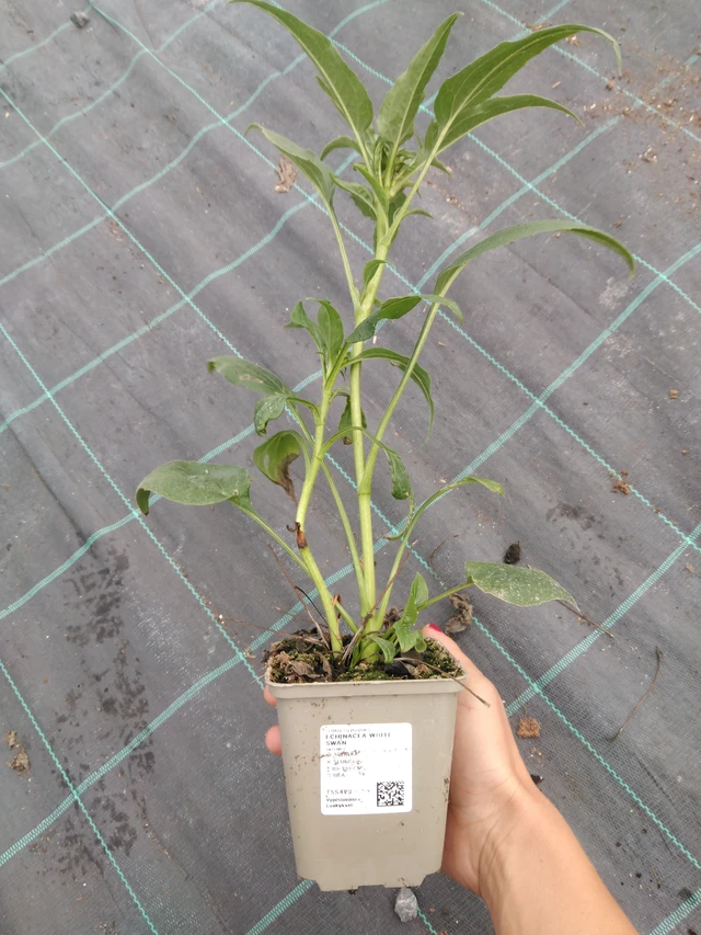Echinacea White Swan - 10. 9. 2025