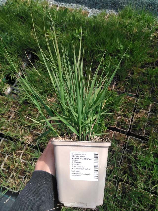 Nurmilauha Heidebraut - 13. 5. 2025