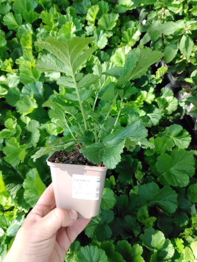 Kuklík Mai Tai - 2024