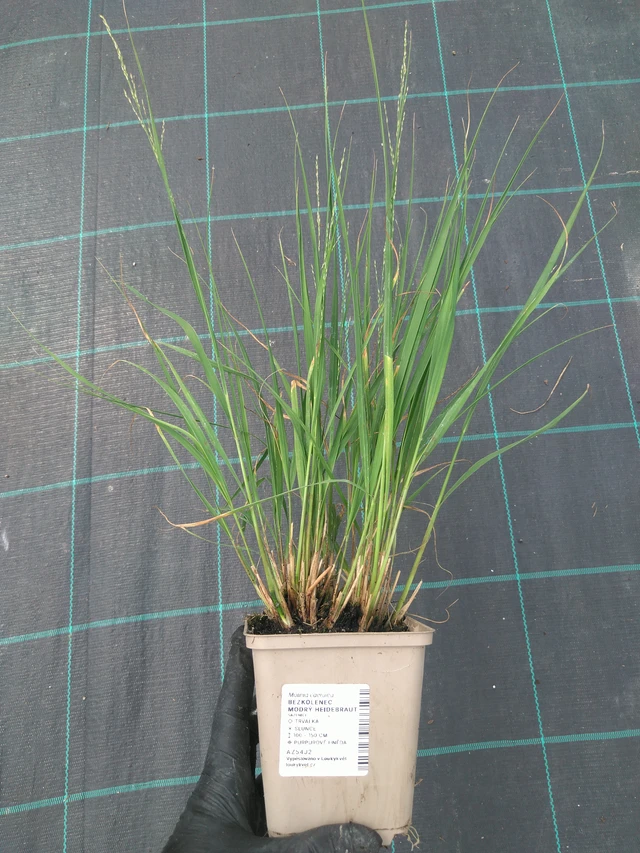 Nurmilauha Heidebraut - 10. 7. 2025