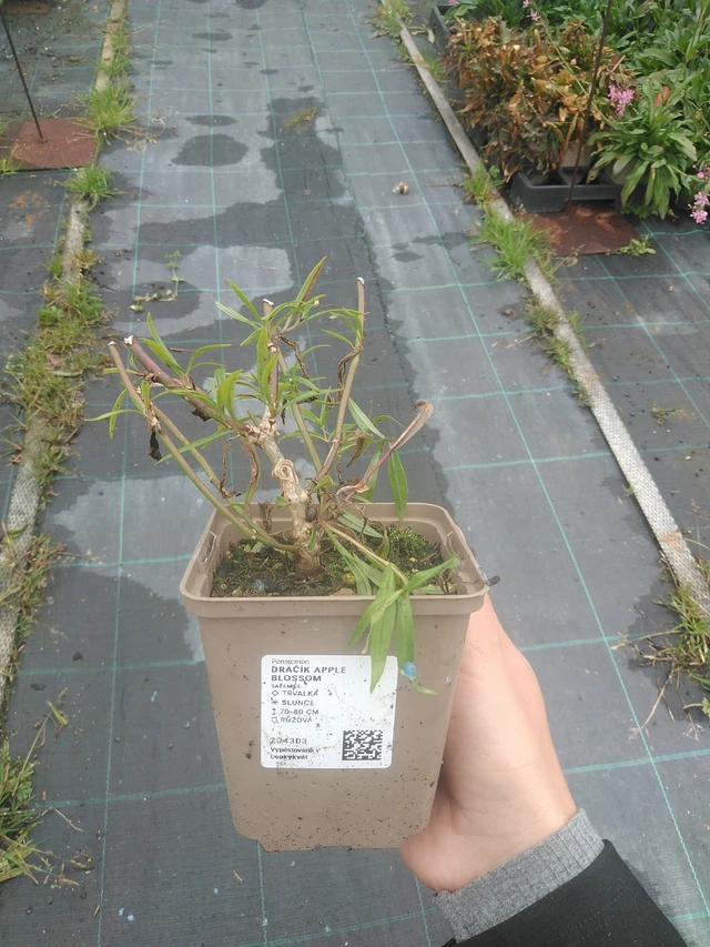 Penstemon Apple Blossom - 10. 10. 2025