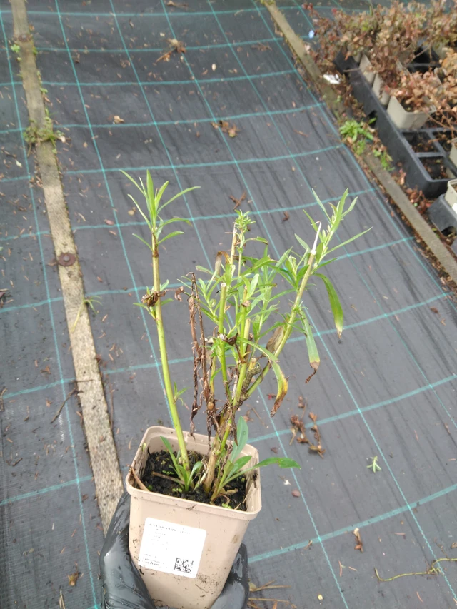 Aster Pink Star - 23. 10. 2025